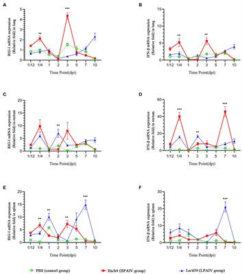 The Variation of Duck RIG-I-Mediated Innate Immune Response Induced by Different Virulence Avian Influenza Viruses